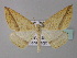  ( - BC ZSM Lep 33211)  @14 [ ] CreativeCommons - Attribution Non-Commercial Share-Alike (2010) Unspecified SNSB, Zoologische Staatssammlung Muenchen