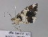  ( - BC ZSM Lep 33217)  @13 [ ] CreativeCommons - Attribution Non-Commercial Share-Alike (2010) Unspecified SNSB, Zoologische Staatssammlung Muenchen