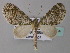  (Lobidiopteryx - BC ZSM Lep 33224)  @14 [ ] CreativeCommons - Attribution Non-Commercial Share-Alike (2010) Unspecified SNSB, Zoologische Staatssammlung Muenchen