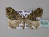  (Xanthorhoe BOLD:AAM6963 - BC ZSM Lep 33225)  @14 [ ] CreativeCommons - Attribution Non-Commercial Share-Alike (2010) Unspecified SNSB, Zoologische Staatssammlung Muenchen