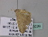  ( - BC ZSM Lep 33226)  @12 [ ] CreativeCommons - Attribution Non-Commercial Share-Alike (2010) Unspecified SNSB, Zoologische Staatssammlung Muenchen