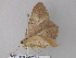  ( - BC ZSM Lep 33227)  @12 [ ] CreativeCommons - Attribution Non-Commercial Share-Alike (2010) Unspecified SNSB, Zoologische Staatssammlung Muenchen