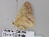  ( - BC ZSM Lep 33229)  @12 [ ] CreativeCommons - Attribution Non-Commercial Share-Alike (2010) Unspecified SNSB, Zoologische Staatssammlung Muenchen