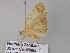  ( - BC ZSM Lep 33230)  @12 [ ] CreativeCommons - Attribution Non-Commercial Share-Alike (2010) Unspecified SNSB, Zoologische Staatssammlung Muenchen