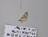  ( - BC ZSM Lep 33241)  @12 [ ] CreativeCommons - Attribution Non-Commercial Share-Alike (2010) Unspecified SNSB, Zoologische Staatssammlung Muenchen