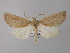  (Acrasia sympatrica - BC ZSM Lep 33246)  @14 [ ] CreativeCommons - Attribution Non-Commercial Share-Alike (2010) Unspecified SNSB, Zoologische Staatssammlung Muenchen
