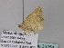  ( - BC ZSM Lep 33254)  @12 [ ] CreativeCommons - Attribution Non-Commercial Share-Alike (2010) Unspecified SNSB, Zoologische Staatssammlung Muenchen