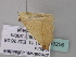  ( - BC ZSM Lep 33256)  @13 [ ] CreativeCommons - Attribution Non-Commercial Share-Alike (2010) Unspecified SNSB, Zoologische Staatssammlung Muenchen
