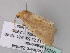  ( - BC ZSM Lep 33280)  @12 [ ] CreativeCommons - Attribution Non-Commercial Share-Alike (2010) Unspecified SNSB, Zoologische Staatssammlung Muenchen