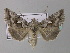  ( - BC ZSM Lep 33294)  @13 [ ] CreativeCommons - Attribution Non-Commercial Share-Alike (2010) Unspecified SNSB, Zoologische Staatssammlung Muenchen