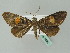  (Milionia AH01PNG - BC ZSM Lep 36057)  @12 [ ] CreativeCommons - Attribution Non-Commercial Share-Alike (2010) Unspecified SNSB, Zoologische Staatssammlung Muenchen