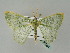  (Thalassodes AH01IJ - BC ZSM Lep 36064)  @14 [ ] CreativeCommons - Attribution Non-Commercial Share-Alike (2010) Unspecified SNSB, Zoologische Staatssammlung Muenchen