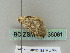  ( - BC ZSM Lep 36081)  @12 [ ] CreativeCommons - Attribution Non-Commercial Share-Alike (2010) Unspecified SNSB, Zoologische Staatssammlung Muenchen