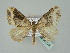  (Xanthorhoe transcissa - BC ZSM Lep 36129)  @13 [ ] CreativeCommons - Attribution Non-Commercial Share-Alike (2010) Unspecified SNSB, Zoologische Staatssammlung Muenchen