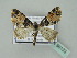  (Eupithecia immodica - BC ZSM Lep 36133)  @14 [ ] CreativeCommons - Attribution Non-Commercial Share-Alike (2010) Unspecified SNSB, Zoologische Staatssammlung Muenchen