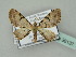  (Eupithecia somereni - BC ZSM Lep 36137)  @14 [ ] CreativeCommons - Attribution Non-Commercial Share-Alike (2010) Unspecified SNSB, Zoologische Staatssammlung Muenchen