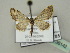 (Eupithecia HS02Rw - BC ZSM Lep 36142)  @13 [ ] CreativeCommons - Attribution Non-Commercial Share-Alike (2010) Unspecified SNSB, Zoologische Staatssammlung Muenchen