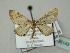  (Eupithecia HS03Rw - BC ZSM Lep 36143)  @12 [ ] CreativeCommons - Attribution Non-Commercial Share-Alike (2010) Unspecified SNSB, Zoologische Staatssammlung Muenchen