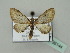  (Eupithecia HS04Rw - BC ZSM Lep 36144)  @13 [ ] CreativeCommons - Attribution Non-Commercial Share-Alike (2010) Unspecified SNSB, Zoologische Staatssammlung Muenchen