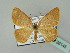  ( - BC ZSM Lep 36145)  @11 [ ] CreativeCommons - Attribution Non-Commercial Share-Alike (2010) Unspecified SNSB, Zoologische Staatssammlung Muenchen