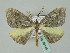  (Hypochrosis hampsoni - BC ZSM Lep 36149)  @14 [ ] CreativeCommons - Attribution Non-Commercial Share-Alike (2010) Unspecified SNSB, Zoologische Staatssammlung Muenchen