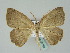  (Epigynopteryx coffeae - BC ZSM Lep 36166)  @14 [ ] CreativeCommons - Attribution Non-Commercial Share-Alike (2010) Unspecified SNSB, Zoologische Staatssammlung Muenchen