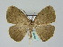 (Epigynopteryx HS02Rw - BC ZSM Lep 36167)  @14 [ ] CreativeCommons - Attribution Non-Commercial Share-Alike (2010) Unspecified SNSB, Zoologische Staatssammlung Muenchen