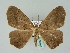  (Epigynopteryx HS03Rw - BC ZSM Lep 36168)  @13 [ ] CreativeCommons - Attribution Non-Commercial Share-Alike (2010) Unspecified SNSB, Zoologische Staatssammlung Muenchen