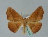 (Xanthisthisa fulva - BC ZSM Lep 36172)  @14 [ ] CreativeCommons - Attribution Non-Commercial Share-Alike (2010) Unspecified SNSB, Zoologische Staatssammlung Muenchen