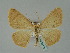  (Xanthisthisa HS01Rw - BC ZSM Lep 36173)  @14 [ ] CreativeCommons - Attribution Non-Commercial Share-Alike (2010) Unspecified SNSB, Zoologische Staatssammlung Muenchen