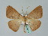  ( - BC ZSM Lep 36174)  @15 [ ] CreativeCommons - Attribution Non-Commercial Share-Alike (2010) Unspecified SNSB, Zoologische Staatssammlung Muenchen