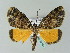  (Xylopteryx amieti - BC ZSM Lep 36184)  @14 [ ] CreativeCommons - Attribution Non-Commercial Share-Alike (2010) Unspecified SNSB, Zoologische Staatssammlung Muenchen