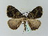  (Xylopteryx sima - BC ZSM Lep 36185)  @13 [ ] CreativeCommons - Attribution Non-Commercial Share-Alike (2010) Unspecified SNSB, Zoologische Staatssammlung Muenchen