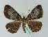  (Xylopteryx bifida - BC ZSM Lep 36187)  @14 [ ] CreativeCommons - Attribution Non-Commercial Share-Alike (2010) Unspecified SNSB, Zoologische Staatssammlung Muenchen