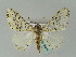  ( - BC ZSM Lep 36204)  @11 [ ] CreativeCommons - Attribution Non-Commercial Share-Alike (2010) Unspecified SNSB, Zoologische Staatssammlung Muenchen
