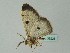  ( - BC ZSM Lep 36228)  @13 [ ] CreativeCommons - Attribution Non-Commercial Share-Alike (2010) Unspecified SNSB, Zoologische Staatssammlung Muenchen