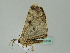  (Zeuctoboarmia AH03Za - BC ZSM Lep 36229)  @13 [ ] CreativeCommons - Attribution Non-Commercial Share-Alike (2010) Unspecified SNSB, Zoologische Staatssammlung Muenchen