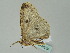  ( - BC ZSM Lep 36230)  @13 [ ] CreativeCommons - Attribution Non-Commercial Share-Alike (2010) Unspecified SNSB, Zoologische Staatssammlung Muenchen