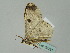 ( - BC ZSM Lep 36231)  @13 [ ] CreativeCommons - Attribution Non-Commercial Share-Alike (2010) Unspecified SNSB, Zoologische Staatssammlung Muenchen