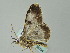  (Cleora nigrisparsalisAH02Za - BC ZSM Lep 36234)  @12 [ ] CreativeCommons - Attribution Non-Commercial Share-Alike (2010) Unspecified SNSB, Zoologische Staatssammlung Muenchen