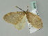  ( - BC ZSM Lep 36239)  @12 [ ] CreativeCommons - Attribution Non-Commercial Share-Alike (2010) Unspecified SNSB, Zoologische Staatssammlung Muenchen