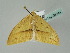  (Loxaspilates montuosaAH01Ch - BC ZSM Lep 36244)  @14 [ ] CreativeCommons - Attribution Non-Commercial Share-Alike (2010) Unspecified SNSB, Zoologische Staatssammlung Muenchen