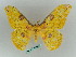  ( - BC ZSM Lep 36377)  @11 [ ] CreativeCommons - Attribution Non-Commercial Share-Alike (2010) Unspecified SNSB, Zoologische Staatssammlung Muenchen