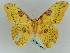  (Loepa katinka formosensis - BC ZSM Lep 36379)  @13 [ ] CreativeCommons - Attribution Non-Commercial Share-Alike (2010) Unspecified SNSB, Zoologische Staatssammlung Muenchen