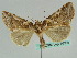  ( - BC ZSM Lep 36396)  @14 [ ] CreativeCommons - Attribution Non-Commercial Share-Alike (2010) Unspecified SNSB, Zoologische Staatssammlung Muenchen