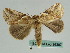  (Habrosyne petrographa - BC ZSM Lep 36397)  @14 [ ] CreativeCommons - Attribution Non-Commercial Share-Alike (2010) Unspecified SNSB, Zoologische Staatssammlung Muenchen