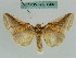 (Habrosyne indica - BC ZSM Lep 36402)  @11 [ ] CreativeCommons - Attribution Non-Commercial Share-Alike (2010) Unspecified SNSB, Zoologische Staatssammlung Muenchen