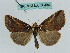  (Habrosyne albipuncta - BC ZSM Lep 36404)  @11 [ ] CreativeCommons - Attribution Non-Commercial Share-Alike (2010) Unspecified SNSB, Zoologische Staatssammlung Muenchen