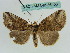  ( - BC ZSM Lep 36406)  @11 [ ] CreativeCommons - Attribution Non-Commercial Share-Alike (2010) Unspecified SNSB, Zoologische Staatssammlung Muenchen
