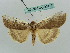  ( - BC ZSM Lep 36414)  @14 [ ] CreativeCommons - Attribution Non-Commercial Share-Alike (2010) Unspecified SNSB, Zoologische Staatssammlung Muenchen